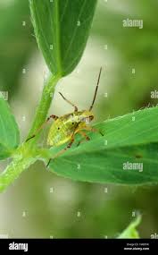 Attēlu rezultāti vaicājumam “Lygus nymph nymph”