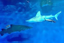 「海神往紗馳」の画像検索結果