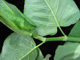 Attēlu rezultāti vaicājumam “Reynoutria sachalinensis”