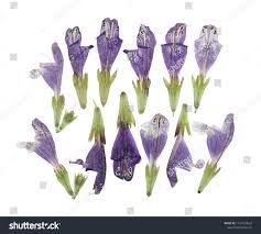 Attēlu rezultāti vaicājumam “Dracocephalum ruyschiana leaf”