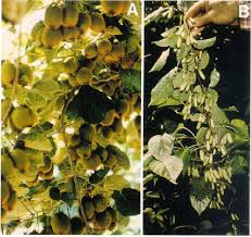 Attēlu rezultāti vaicājumam “Actinidia kolomikta fruit”