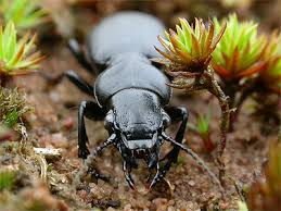 Attēlu rezultāti vaicājumam “Broscus cephalotes”