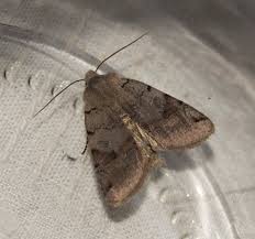 Attēlu rezultāti vaicājumam “Agrochola litura imago”