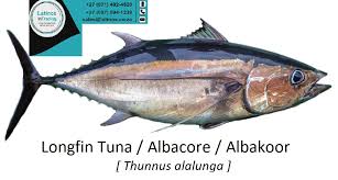 Image result for Thunnus alalunga