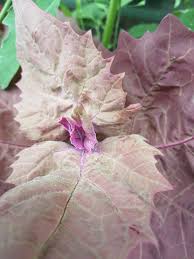 Image result for Atriplex hortensis