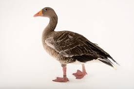 Attēlu rezultāti vaicājumam “Anser anser”