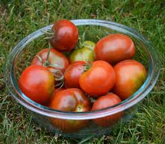 Afbeeldingsresultaat voor black elephant tomato