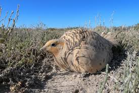 Image result for Syrrhaptes paradoxus