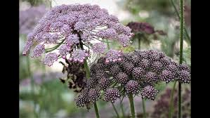 Image result for Daucus carota