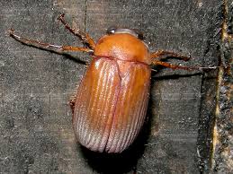 Attēlu rezultāti vaicājumam “Serica brunnea”