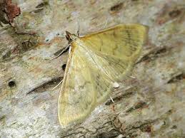 Attēlu rezultāti vaicājumam “Paratalanta hyalinalis”