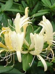 Attēlu rezultāti vaicājumam “Lonicera”