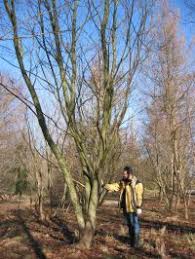 Attēlu rezultāti vaicājumam “Acer rufinerve flower”