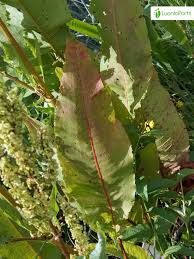 Attēlu rezultāti vaicājumam “Rumex hydrolapathum leaf”