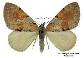 Attēlu rezultāti vaicājumam “Pennithera firmata”