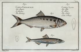 Image result for Alosa alosa