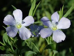 Image result for Linum usitatissimum