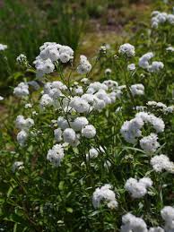 Attēlu rezultāti vaicājumam “Achillea ptarmica flower”