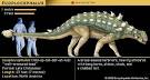 Euoplocephalus -- Britannica Online Encyclopedia