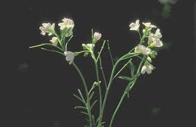 Attēlu rezultāti vaicājumam “Cardamine pratensis flower”