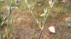 Attēlu rezultāti vaicājumam “Juncus bufonius bud”