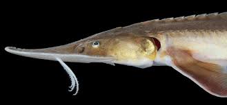 Image result for Scaphirhynchus platorynchus
