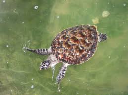 Image result for Eretmochelys imbricata