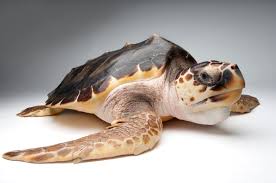 Image result for Caretta caretta