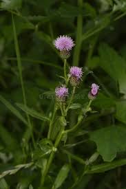 Attēlu rezultāti vaicājumam “Carduus crispus leaf”