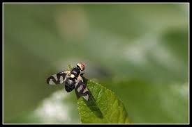 Attēlu rezultāti vaicājumam “Urophora cardui”