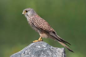 Attēlu rezultāti vaicājumam “Falco tinnunculus”