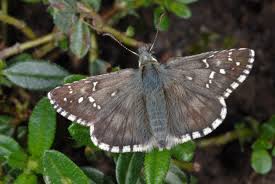 Attēlu rezultāti vaicājumam “Pyrgus alveus upperside”