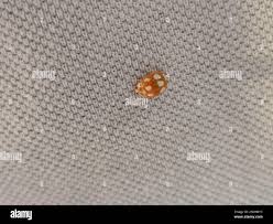 Attēlu rezultāti vaicājumam “Calvia decemguttata larva”