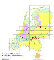 Attēlu rezultāti vaicājumam “Didymium tussilaginis”