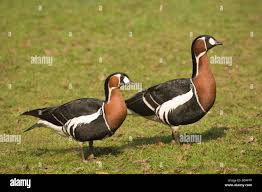 Image result for Branta ruficollis