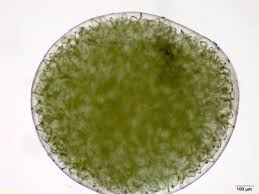 Attēlu rezultāti vaicājumam “Nostoc commune cells”