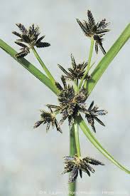 Attēlu rezultāti vaicājumam “Cyperus fuscus fruit”