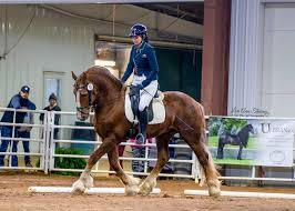Image result for chestnut friesian