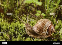 Attēlu rezultāti vaicājumam “Helicidae”