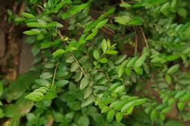 Attēlu rezultāti vaicājumam “Lonicera caerulea var. pallasii leaf”