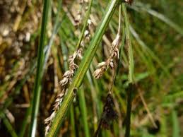 Attēlu rezultāti vaicājumam “Puccinia agrostidis”