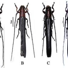 Attēlu rezultāti vaicājumam “Plagionotus detritus imago”
