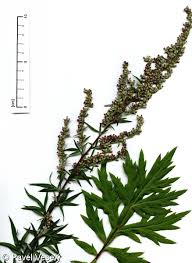 Attēlu rezultāti vaicājumam “Artemisia vulgaris”