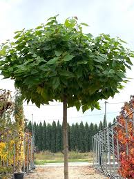 Attēlu rezultāti vaicājumam “Morus alba”