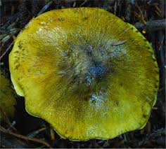 Attēlu rezultāti vaicājumam “Tricholoma flavovirens”