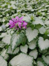 Attēlu rezultāti vaicājumam “Lamium maculatum flower”