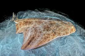 Image result for Squatina squatina