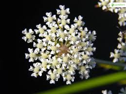 Attēlu rezultāti vaicājumam “Peucedanum palustre leaf”