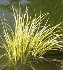 Image result for Acorus calamus
