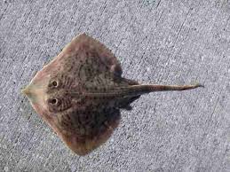 Image result for Rostroraja eglanteria